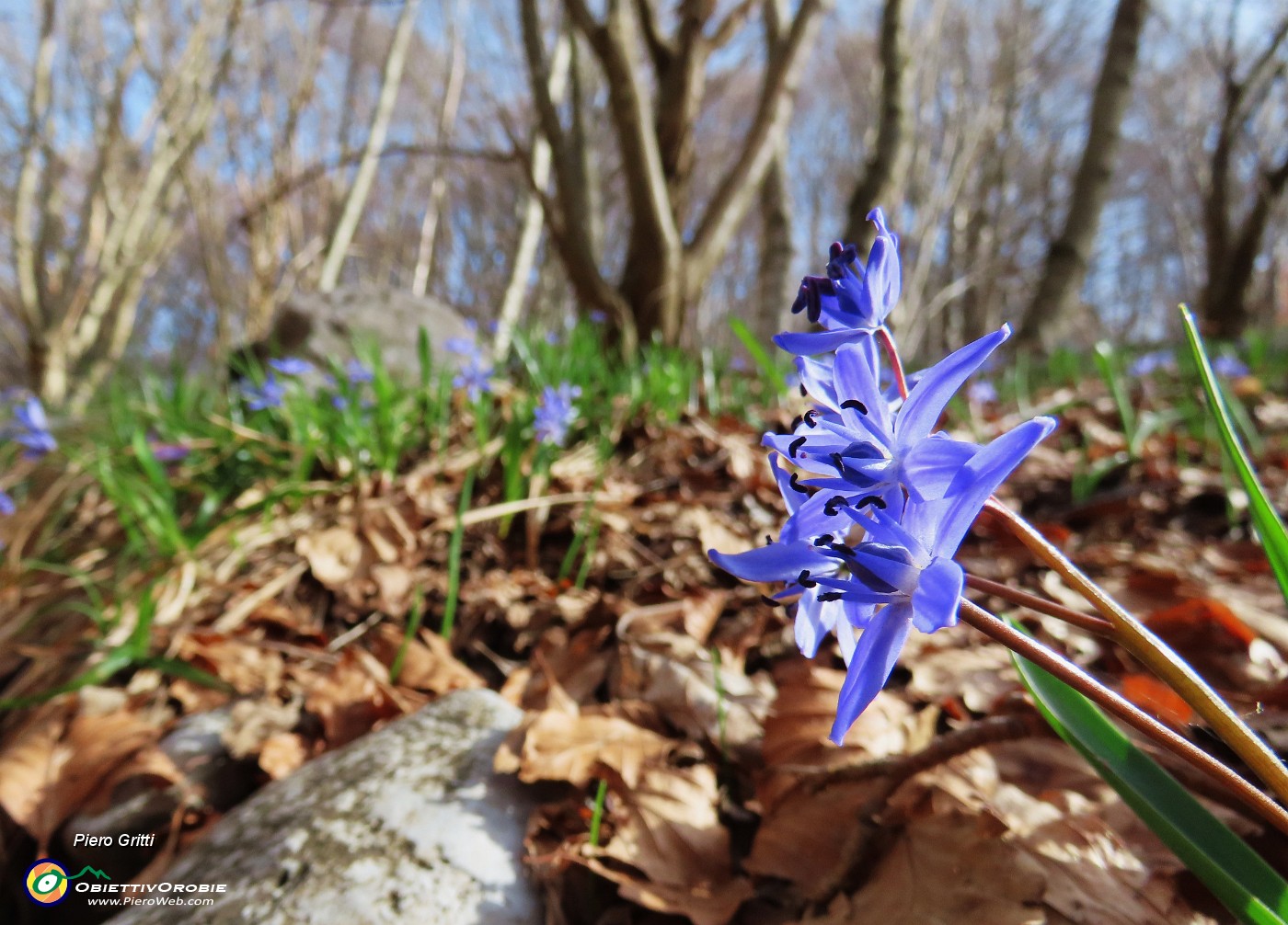 11 Scilla bifolia (Scilla silvestre).JPG